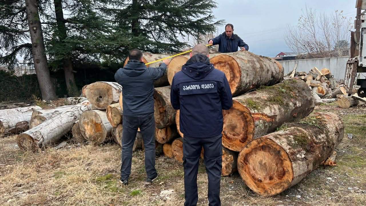 პანკისში ტყით უკანონო სარგებლობის ფაქტი გამოავლინეს