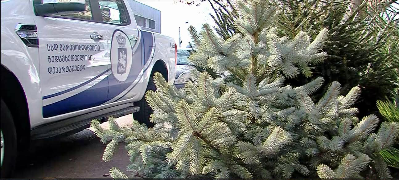 წიწვოვანი ხე-მცენარეების მოპოვებაზე, ტრანსპორტირებასა და რეალიზაციაზე კონტროლს მკაცრდება