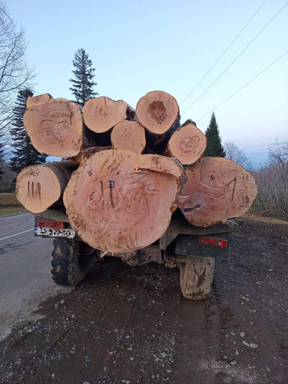 გურიაში ხე-ტყის ხე-ტყის უკანონო ტრანსპორტირების ფაქტი გამოავლინეს