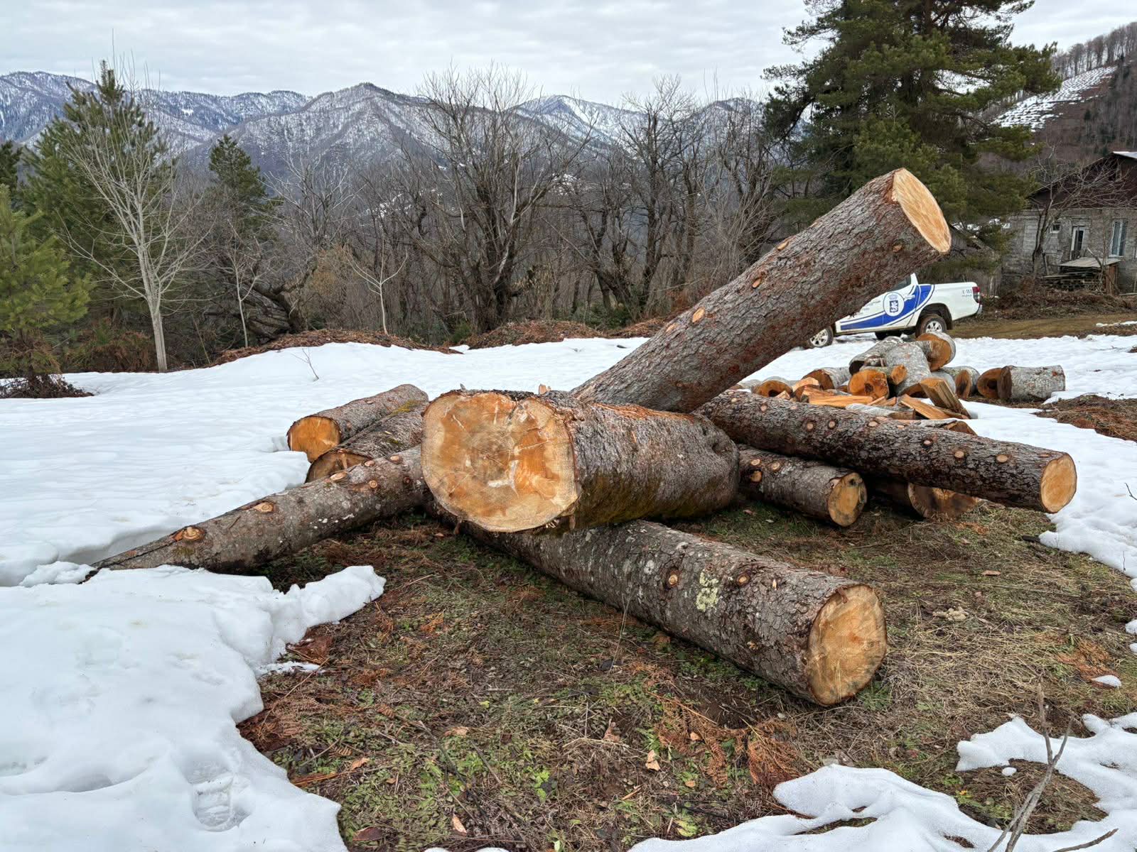 გარემოსდაცვითი ზედამხედველობის დეპარტამენტმა ხე-ტყის უკანონო მოპოვების 10 ფაქტი გამოავლინა