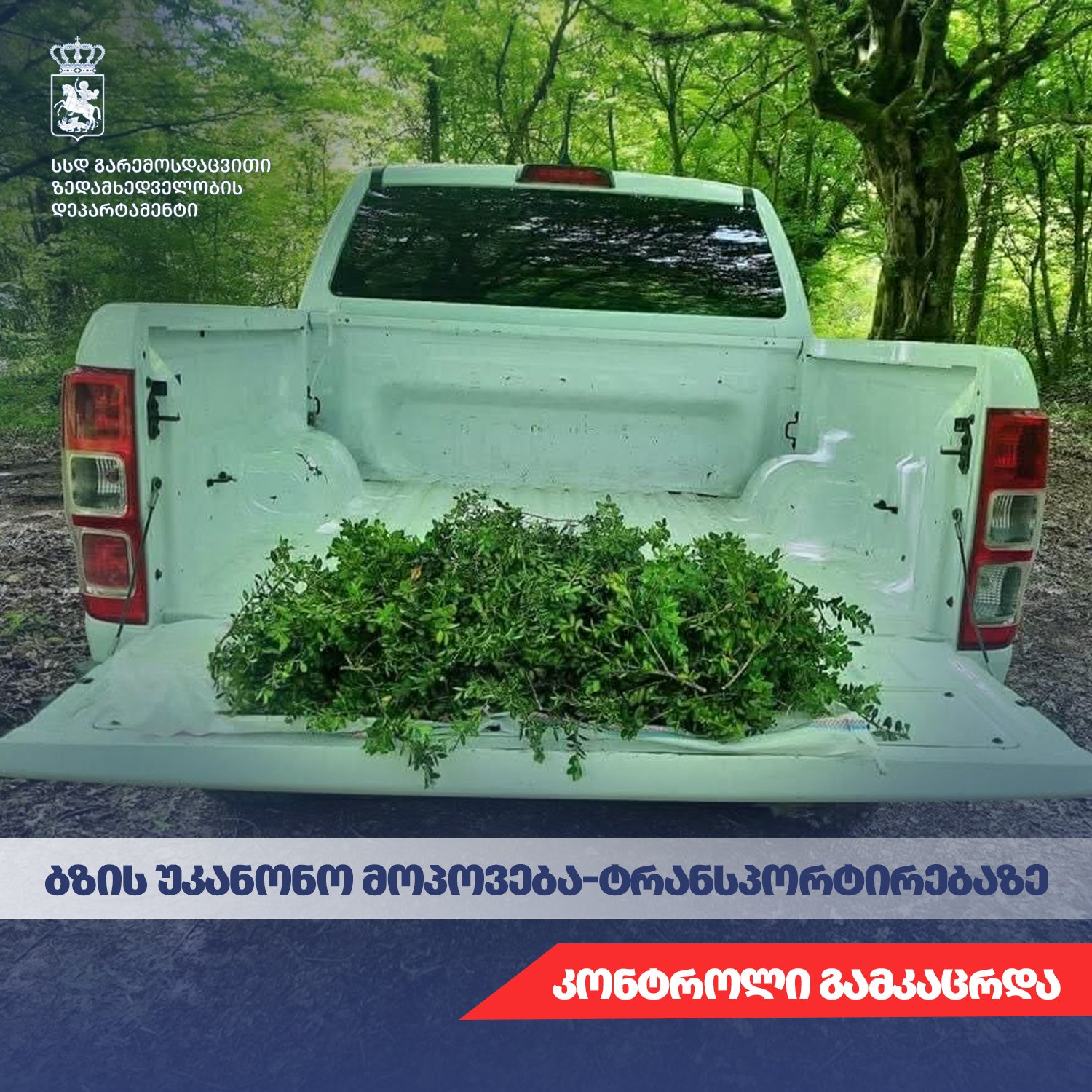 გარემოსდაცვითი ზედამხედველობის დეპარტამენტი ბზის უკანონო მოპოვება-ტრანსპორტირებაზე მკაცრ კონტროლს ახორციელებს