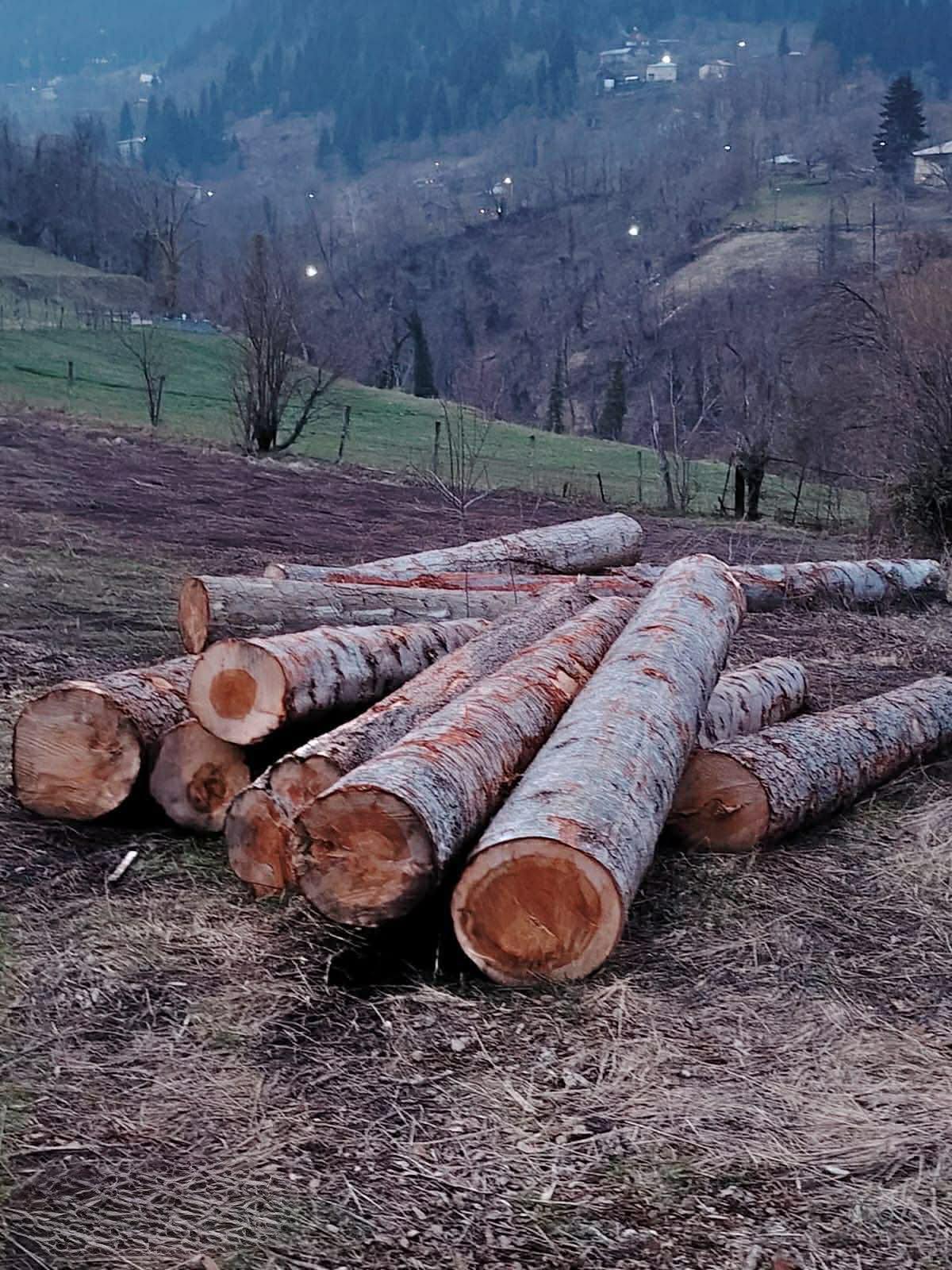 გარემოსდაცვითი ზედამხედველობის დეპარტამენტმა აჭარაში უკანონო ტყითსარგებლობის ფაქტები გამოავლინა