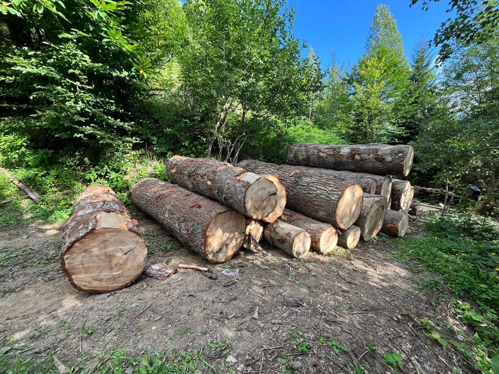 „ბოლო წლებში სამართალდარღვევების კლება შეინიშნება, რაც ზედამხედველობისა და კონტროლის გაძლიერების შედეგია“